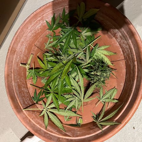 Wedding Cake growlog timeline photo