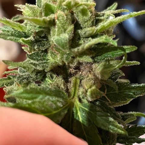 Wedding Cake growlog timeline photo