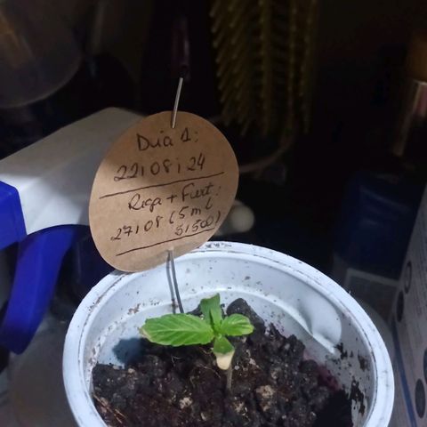 Mango Haze - Seshat growlog timeline photo