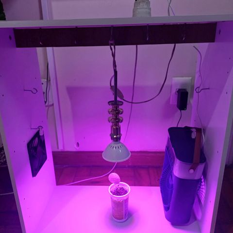Mango Haze - Seshat growlog timeline photo