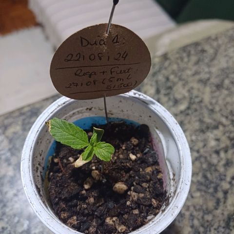 Mango Haze - Seshat growlog timeline photo