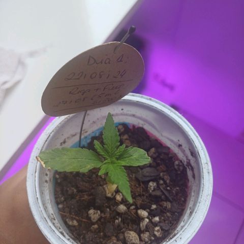 Mango Haze - Seshat growlog photo: Sexto par crescendo