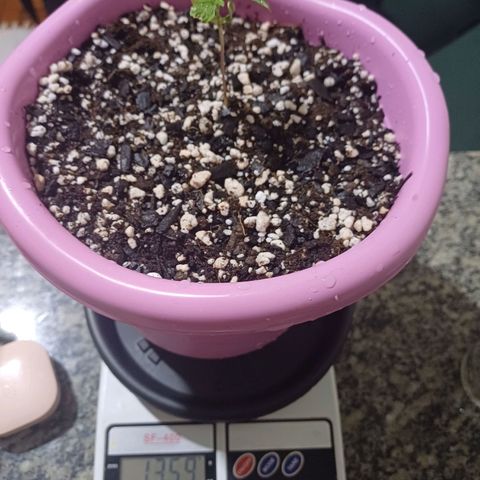 Mango Haze - Seshat growlog photo: Transplantei e molhei. Peso do vaso 1359g