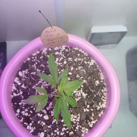 Mango Haze - Seshat growlog photo: O ultimo nó cresceu só com uma folha?!?!?!
