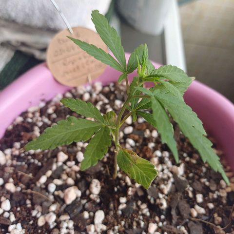 Mango Haze - Seshat growlog photo: Folhas amarelando, nasceu um nó capenga