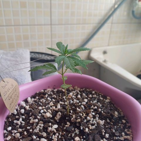 Mango Haze - Seshat growlog photo: Fiz uma amarra bem de levinho só pra ela não tombar