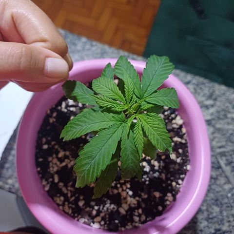 Mango Haze - Seshat growlog timeline photo