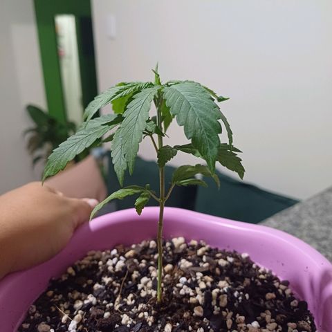 Mango Haze - Seshat growlog timeline photo