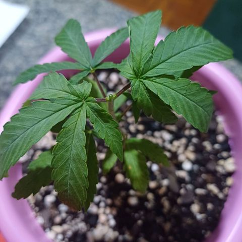 Mango Haze - Seshat growlog timeline photo