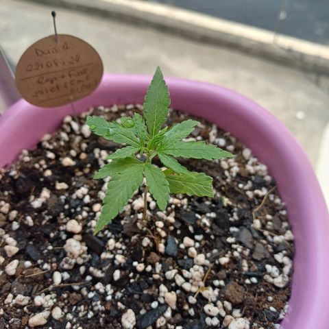 Mango Haze - Seshat growlog timeline photo