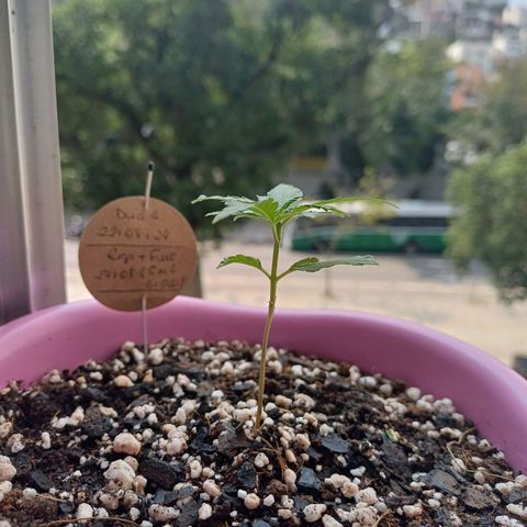 Mango Haze - Seshat growlog timeline photo