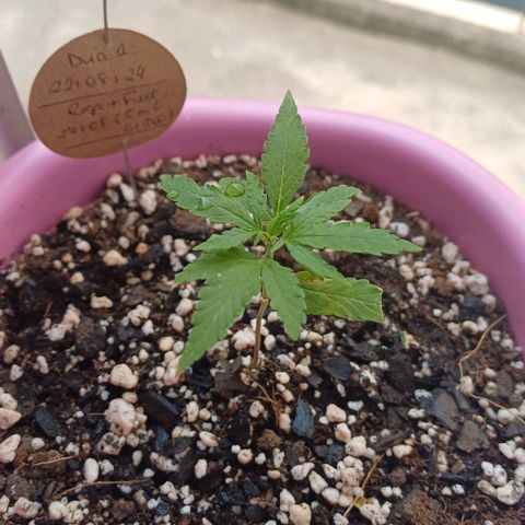 Mango Haze - Seshat growlog timeline photo