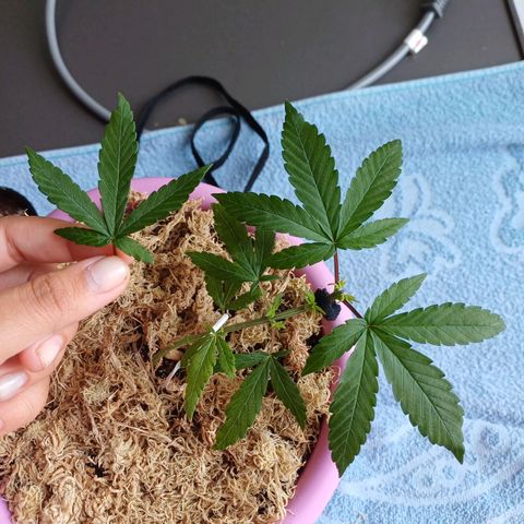Mango Haze - Seshat growlog photo: Desfolhamento
