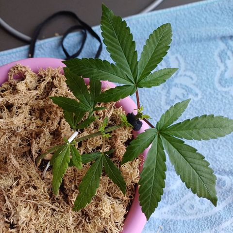 Mango Haze - Seshat growlog timeline photo