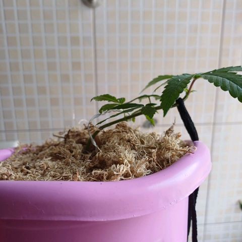 Mango Haze - Seshat growlog timeline photo