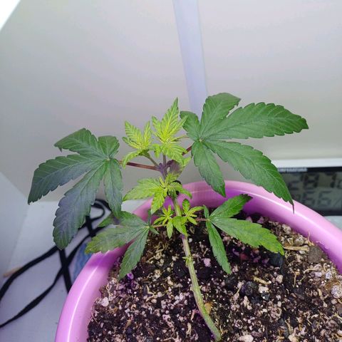 Mango Haze - Seshat growlog timeline photo
