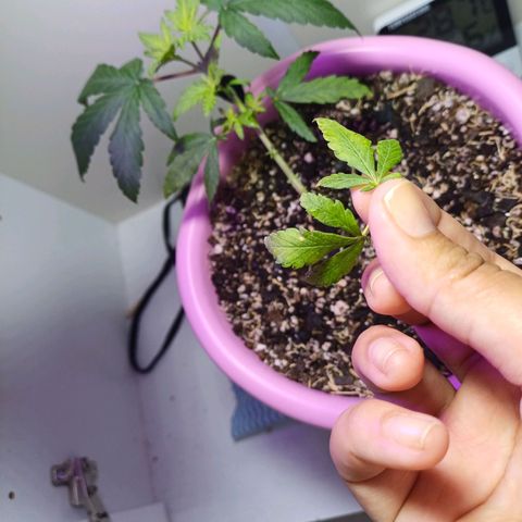 Mango Haze - Seshat growlog timeline photo