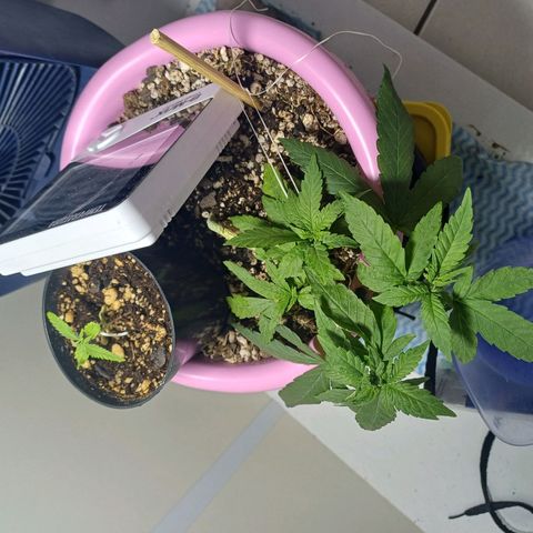 Mango Haze - Seshat growlog timeline photo