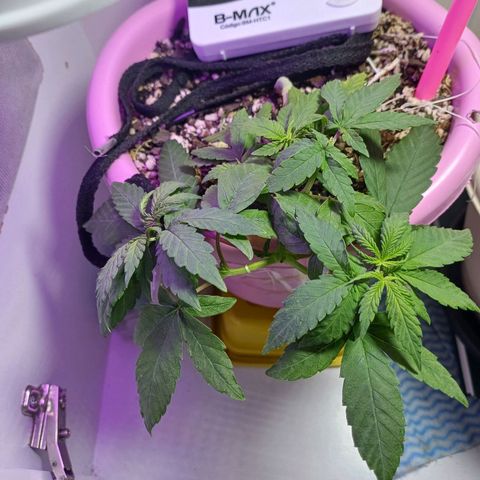 Mango Haze - Seshat growlog timeline photo