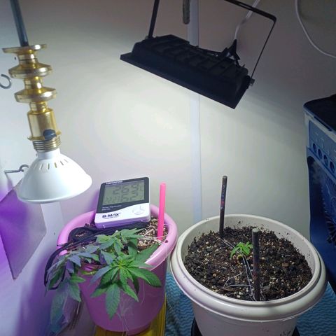 Mango Haze - Seshat growlog timeline photo
