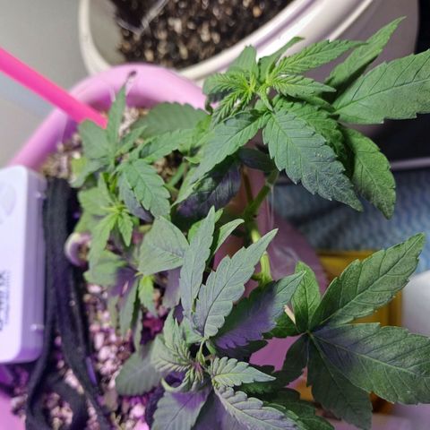 Mango Haze - Seshat growlog timeline photo