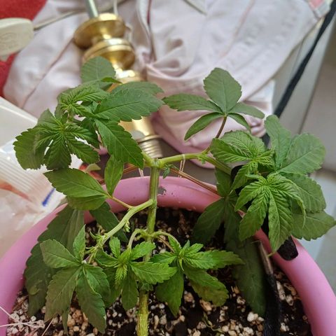 Mango Haze - Seshat growlog photo: Tinha dado uma estagnada no crescimento, então desfolhei ela um pouco pra ver se manda seiva pros tops que eu fiz a pode top