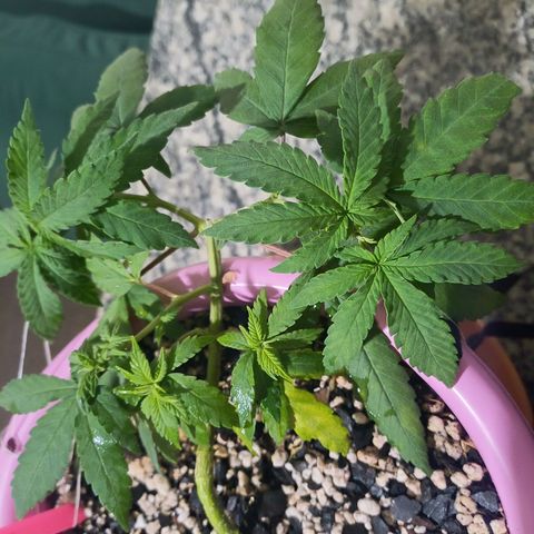 Mango Haze - Seshat growlog timeline photo