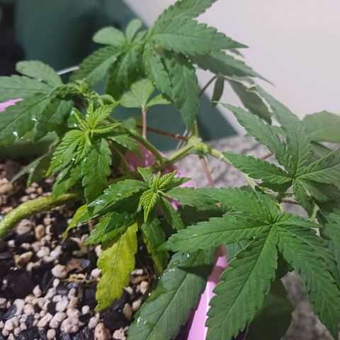 Mango Haze - Seshat growlog timeline photo