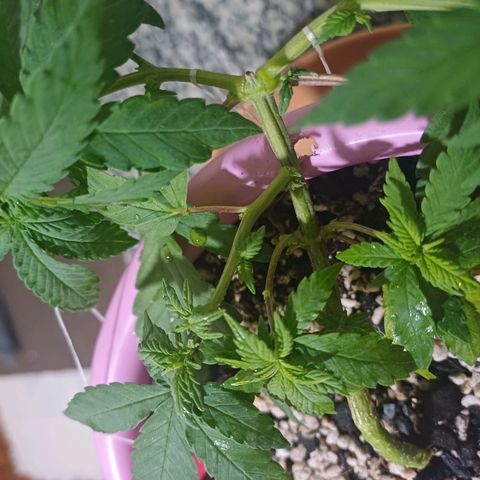 Mango Haze - Seshat growlog timeline photo