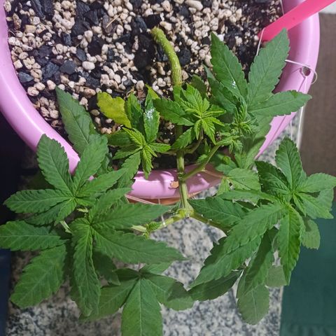 Mango Haze - Seshat growlog timeline photo