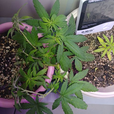 Mango Haze - Seshat growlog timeline photo