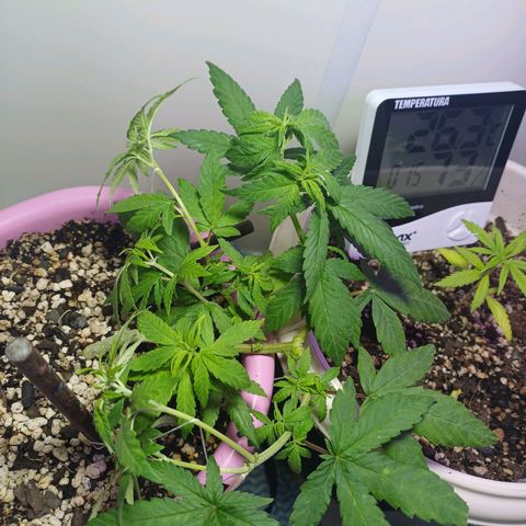 Mango Haze - Seshat growlog timeline photo