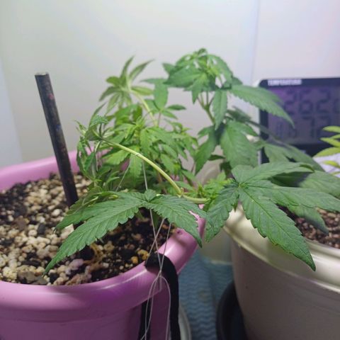 Mango Haze - Seshat growlog timeline photo