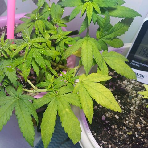 Mango Haze - Seshat growlog timeline photo