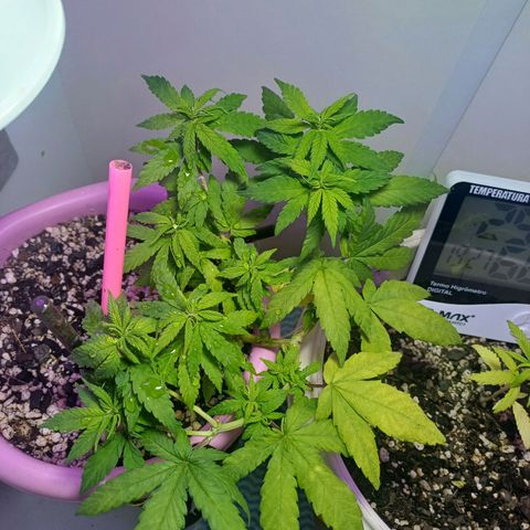 Mango Haze - Seshat growlog timeline photo