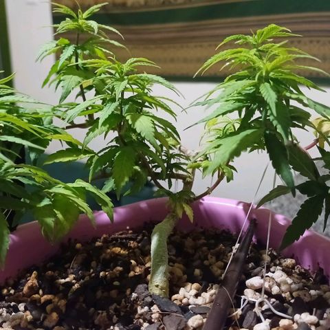 Mango Haze - Seshat growlog timeline photo