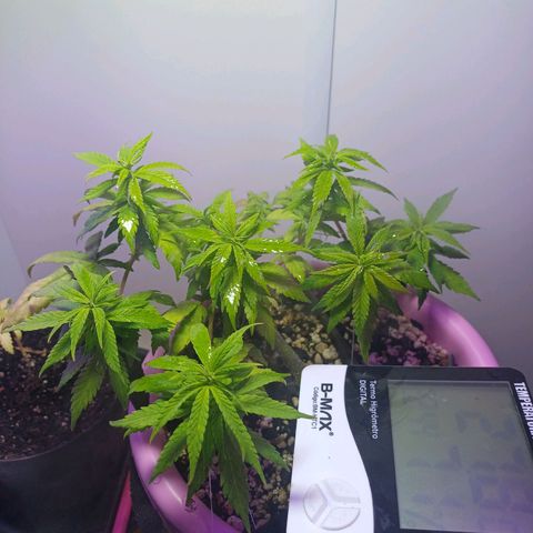 Mango Haze - Seshat growlog timeline photo