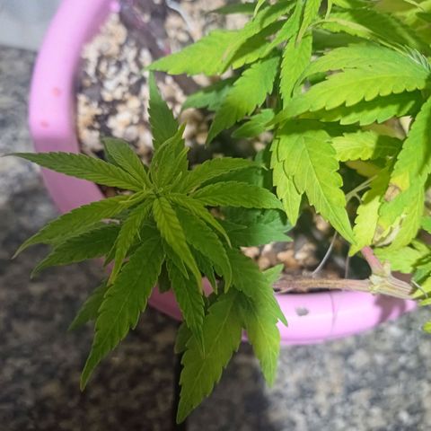 Mango Haze - Seshat growlog timeline photo