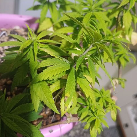 Mango Haze - Seshat growlog timeline photo