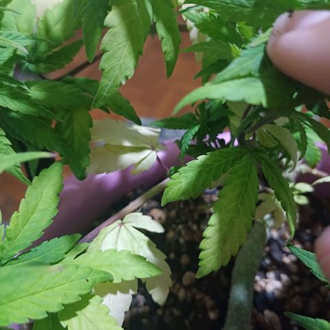 Mango Haze - Seshat growlog timeline photo