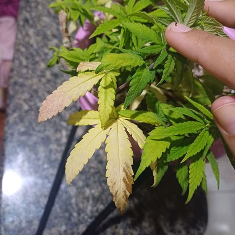 Mango Haze - Seshat growlog timeline photo