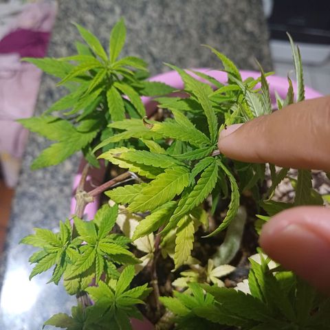 Mango Haze - Seshat growlog timeline photo