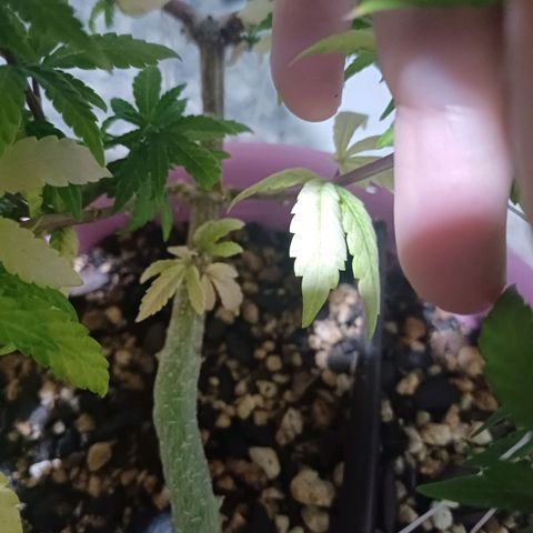 Mango Haze - Seshat growlog timeline photo
