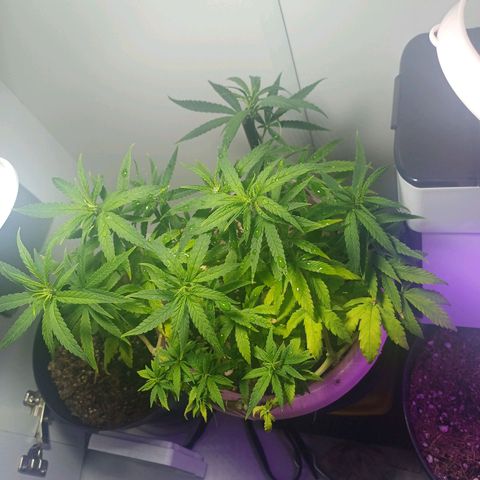 Mango Haze - Seshat growlog timeline photo