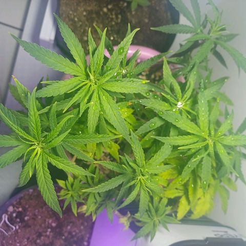 Mango Haze - Seshat growlog timeline photo