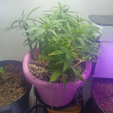 Mango Haze - Seshat growlog timeline photo