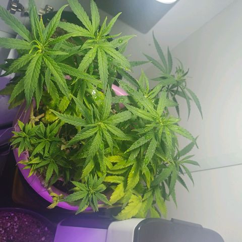 Mango Haze - Seshat growlog timeline photo