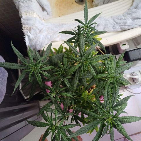 Mango Haze - Seshat growlog timeline photo