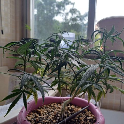 Mango Haze - Seshat growlog timeline photo