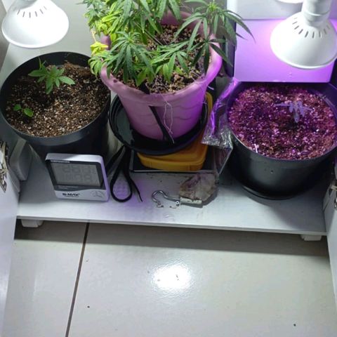 Mango Haze - Seshat growlog timeline photo